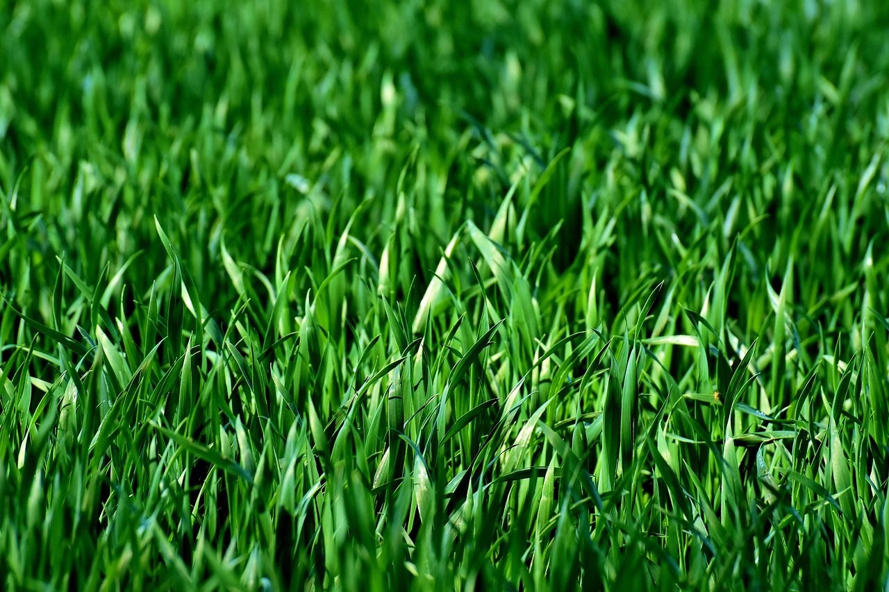 Quel type de gazon choisir selon l'exposition de son jardin ? découvrez les différents types de pelouses, leurs caractéristiques et conseils pour choisir celle qui convient le mieux à votre jardin.