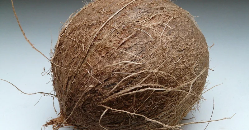 Quels sont les usages de la fibre de coco ?
