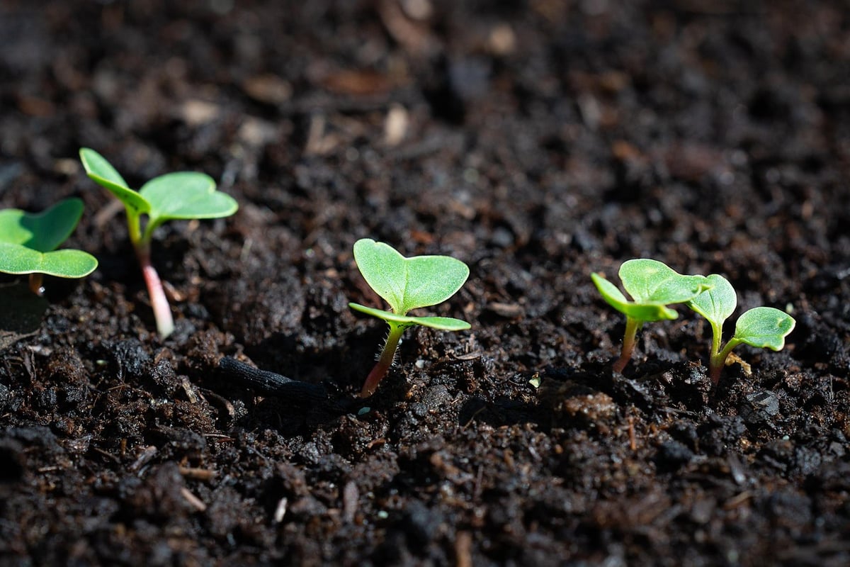 Comment installer un système d’arrosage automatique dans son potager ?