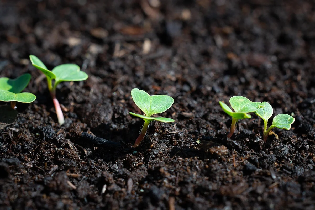 Comment installer un système d’arrosage automatique dans son potager ?