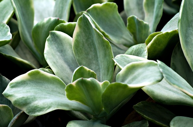 Créer un espace convivial dans votre jardin : conseils pratiques