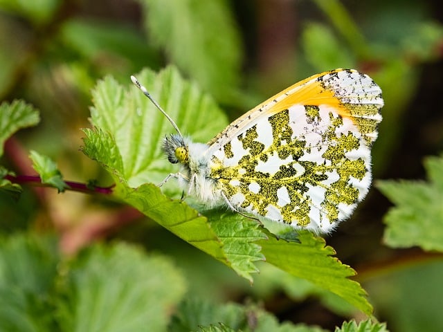 Réussir l'aménagement de votre jardin : conseils et astuces pratiques g2ea58df6fd26df9979d0267d7beaaadacaab3ec2de506a2093d715b5f22c4afbf34c5ce0ab79bb92dc4da80a1edc3faef8287f8e1fe631431396b6b030bf9e0e 640